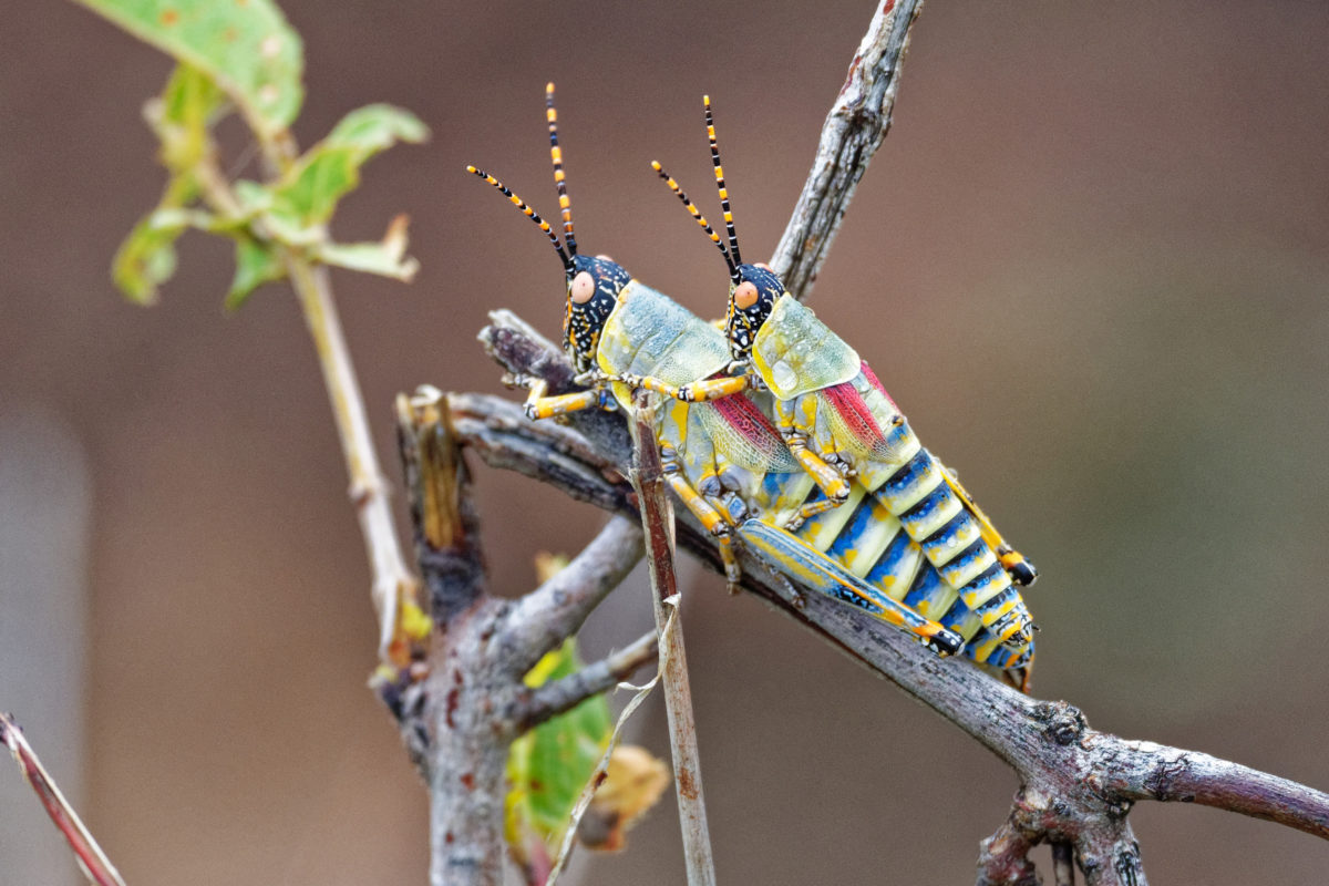 elegant grasshoppers 1