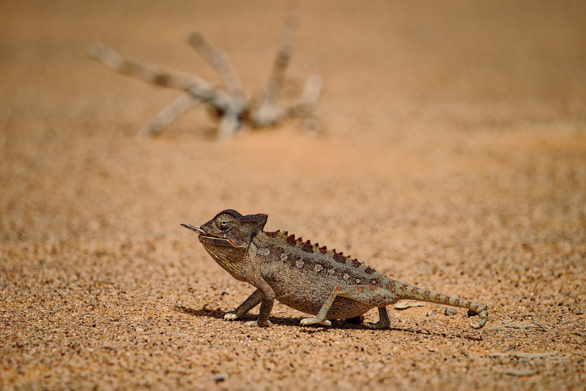 namaqua chameleon 1