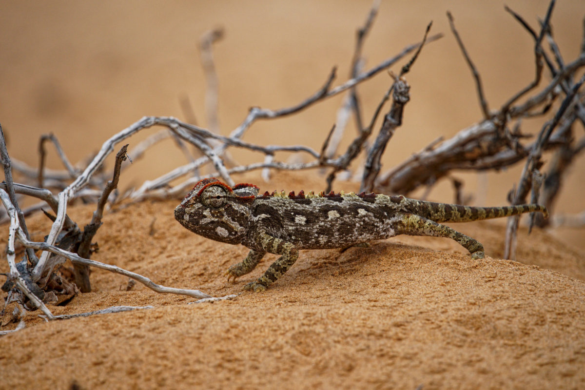 namaqua chameleon 2