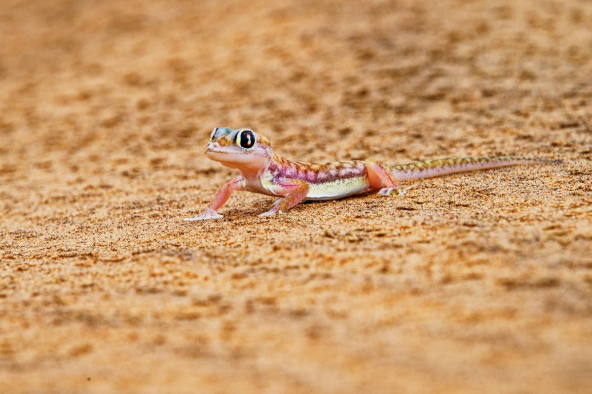 namib sand gecko 1