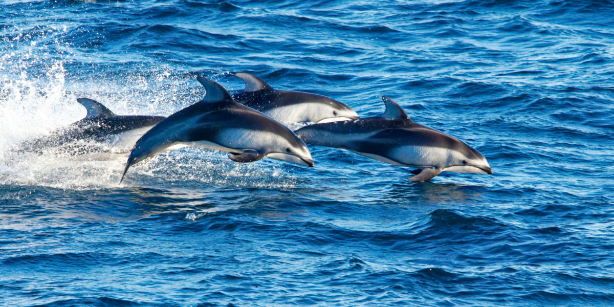 dolphins 1