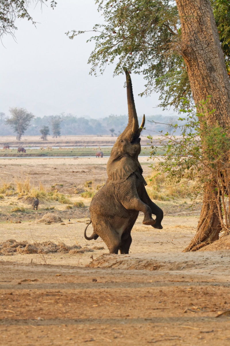 elephant 1