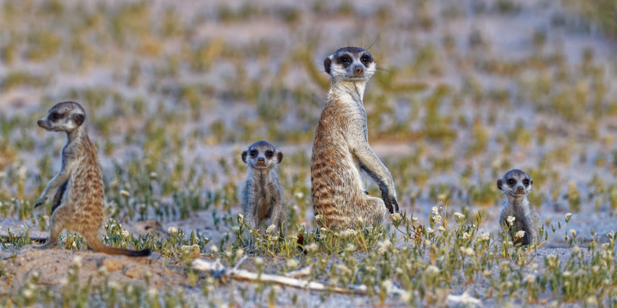 meerkat 1