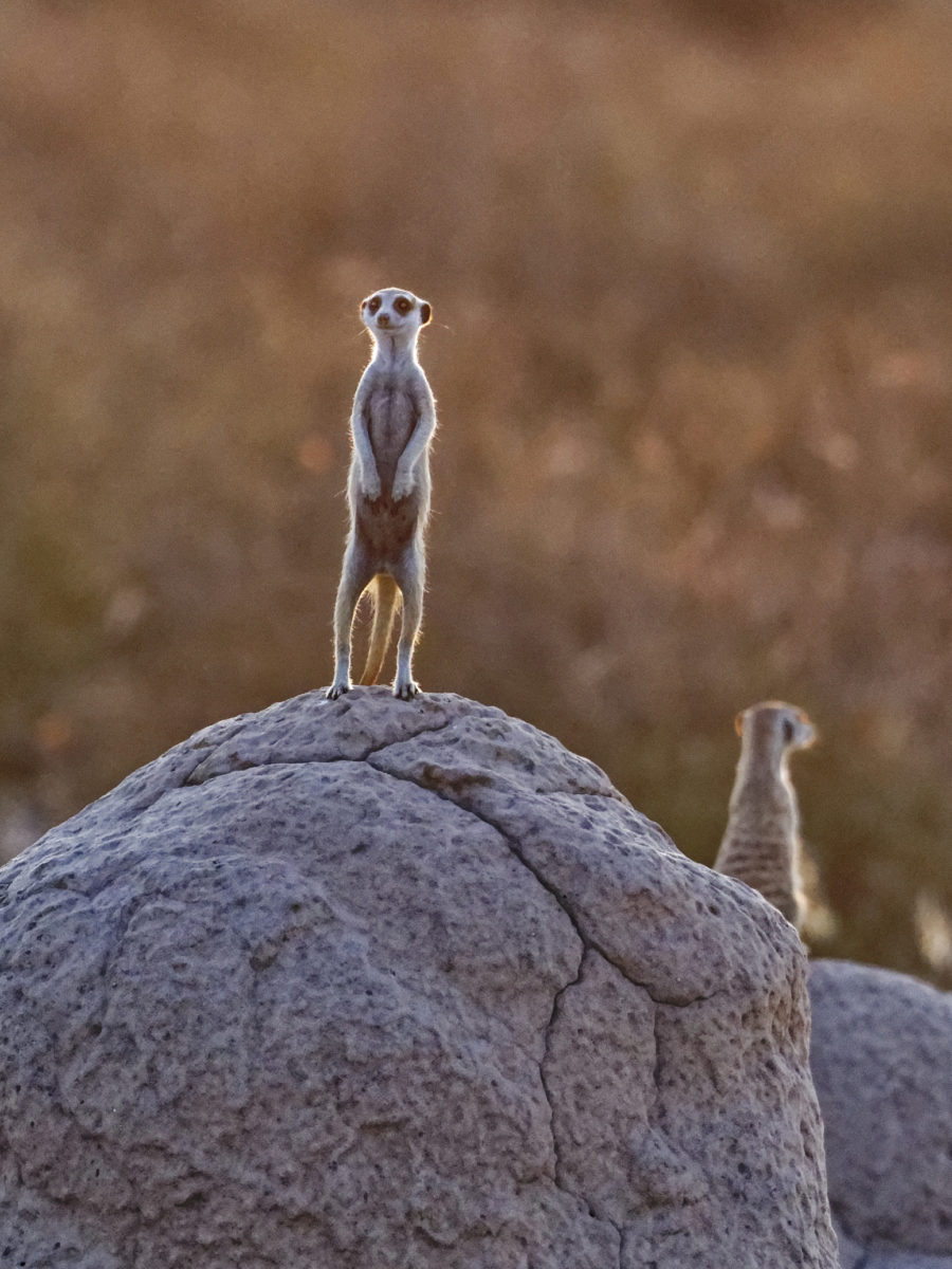 meerkat 2