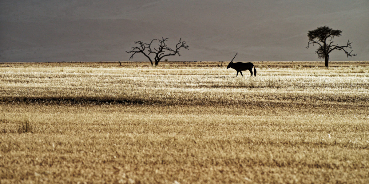 oryx 1