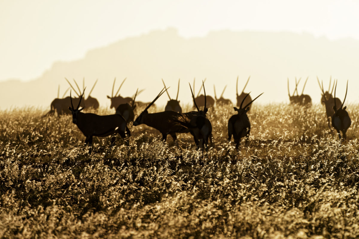 oryx 2