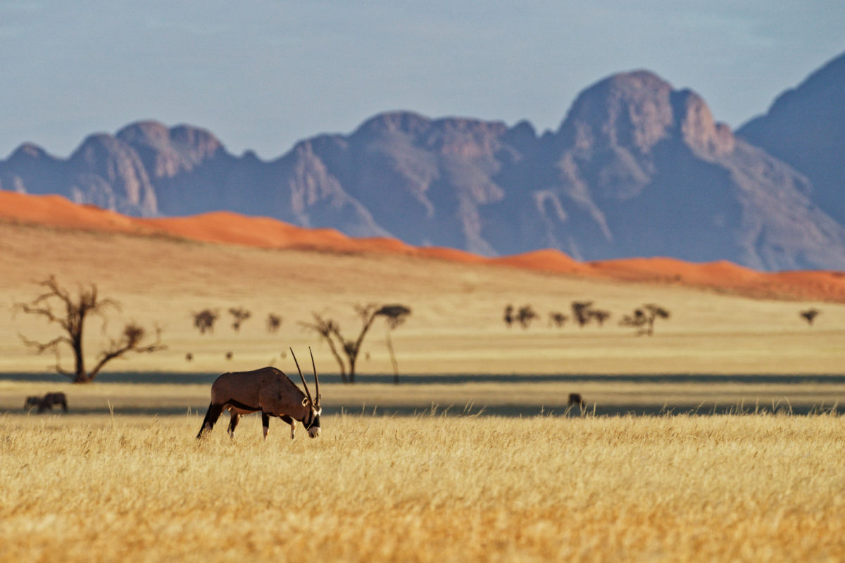oryx 3