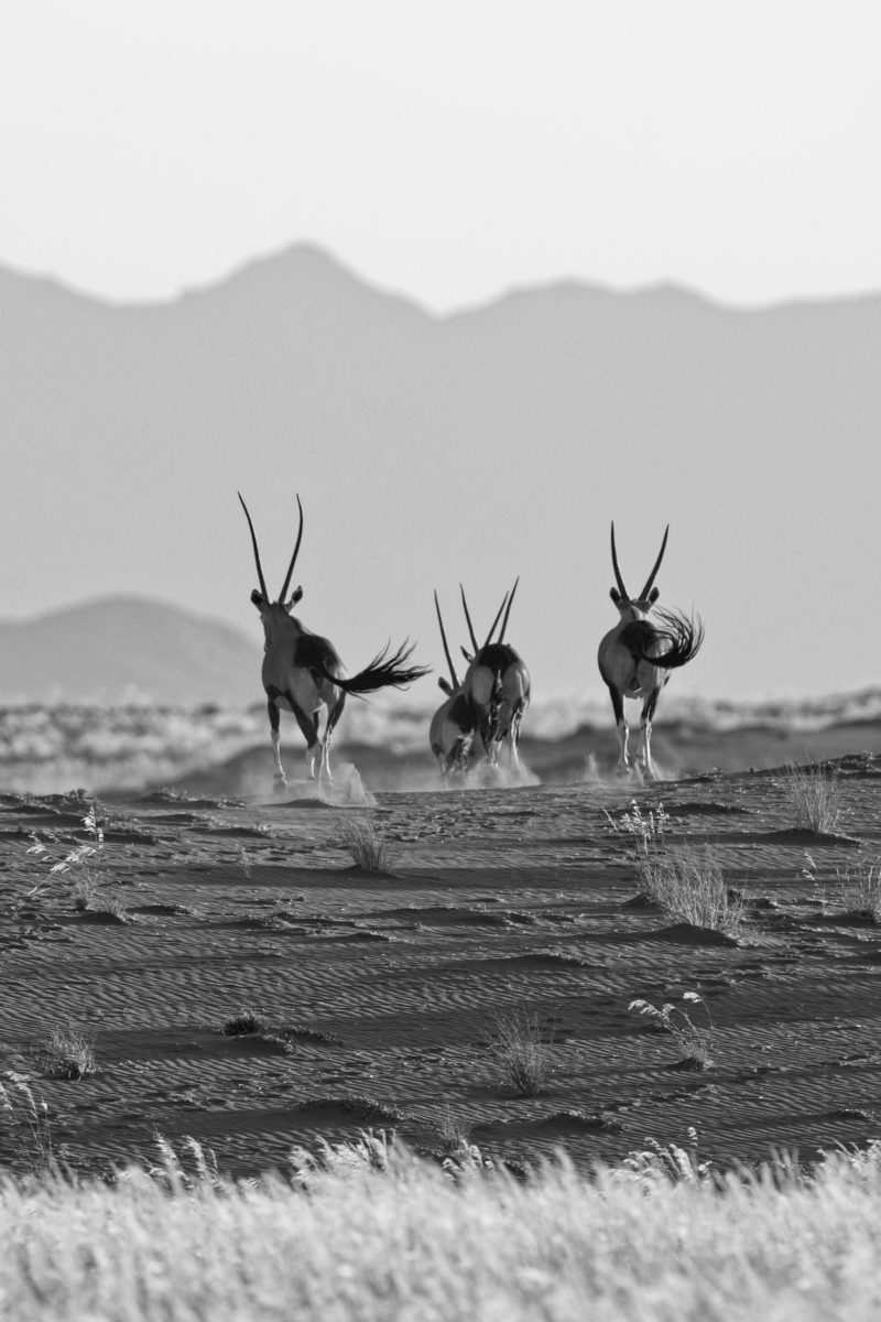 oryx on the run 1