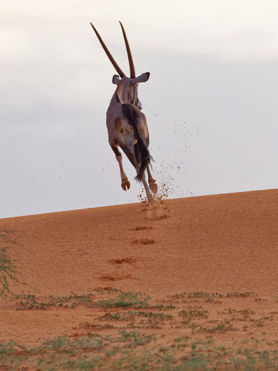 oryx on the run 2