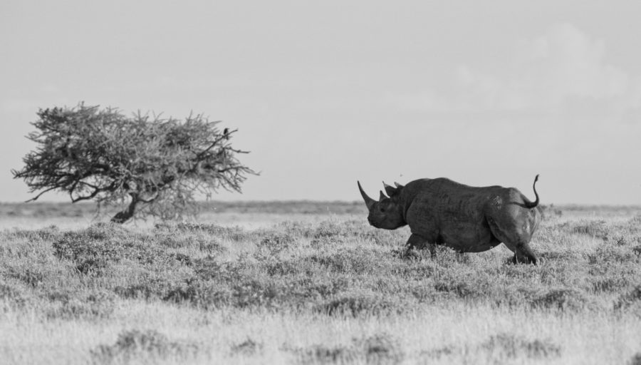 Mammals