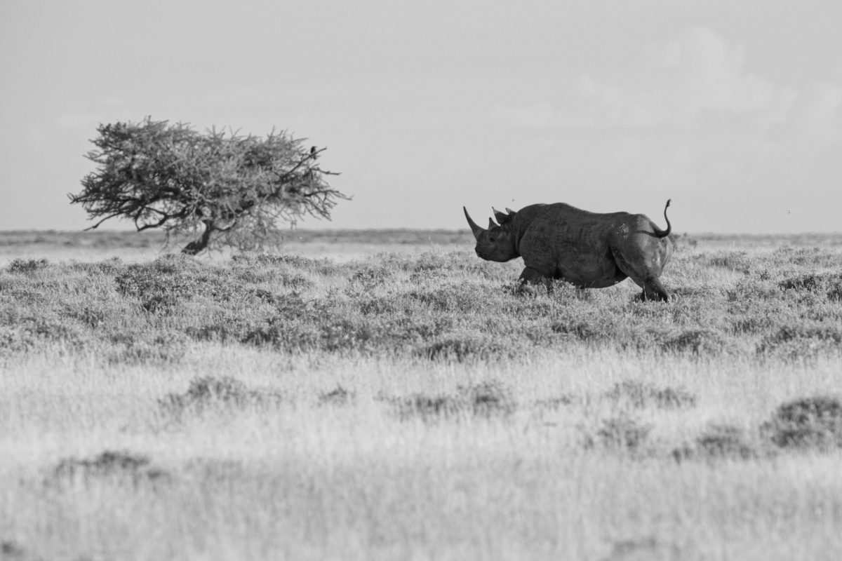 rhino 1
