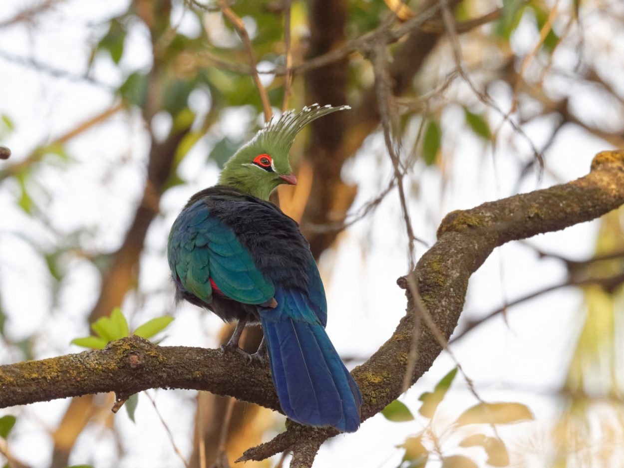 3 pic 10 vicfalls wildlife 2