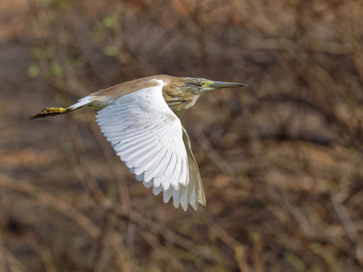 3 pic 11 vicfalls wildlife 3