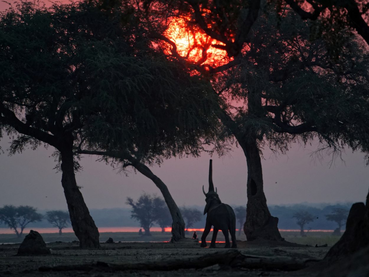 3 pic 19 mana pools wildlife 2