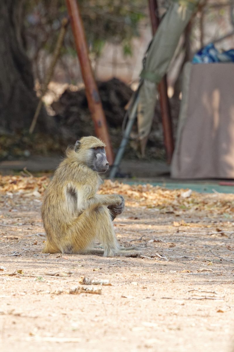 3 pic 24 mana pools camp site 2