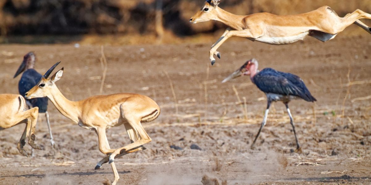 3 pic 27 mana pools wildlife 8