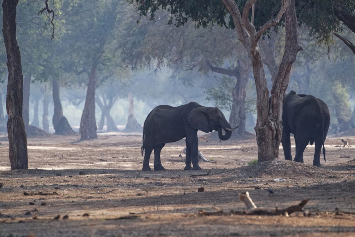 3 pic 28 mana pools wildlife 9