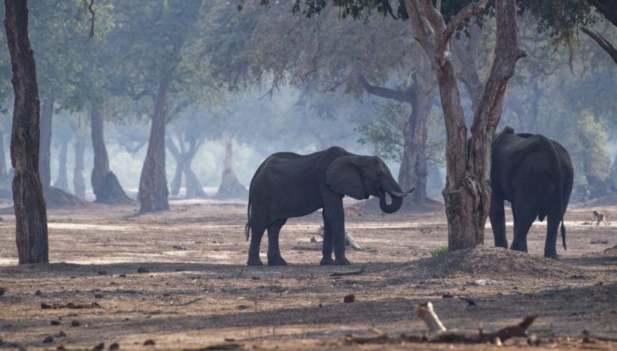 Zimbabwe Trip 2019