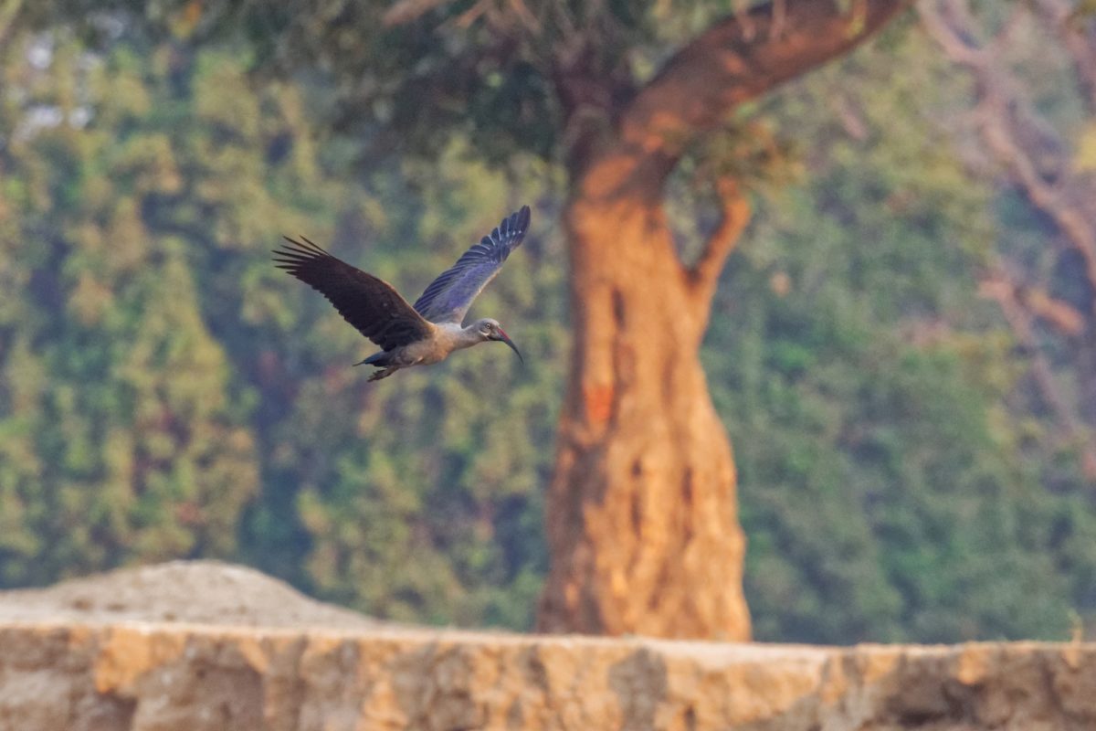 3 pic 30 mana pools wildlife 11