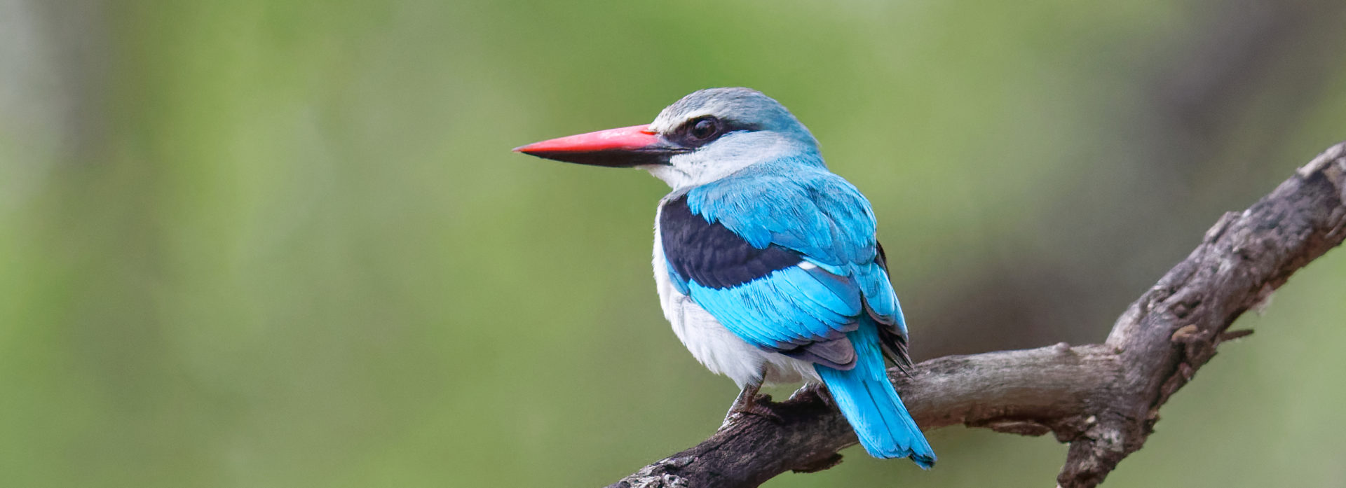 woodland kingfisher 01