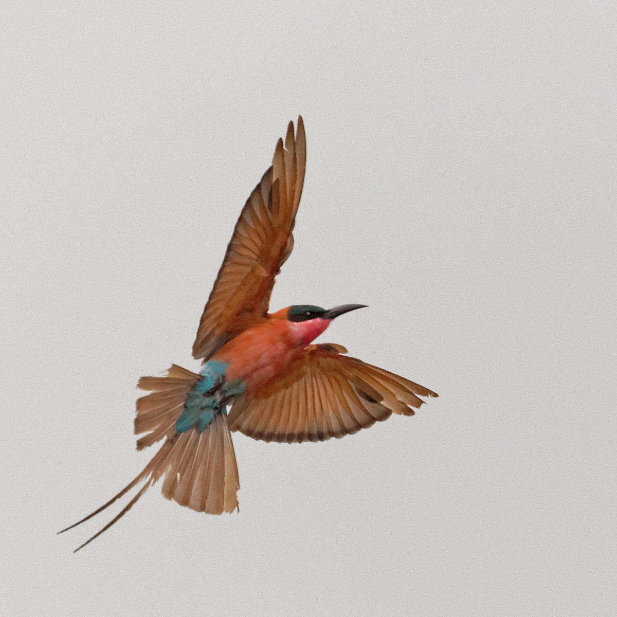 carmine bee-eater 1