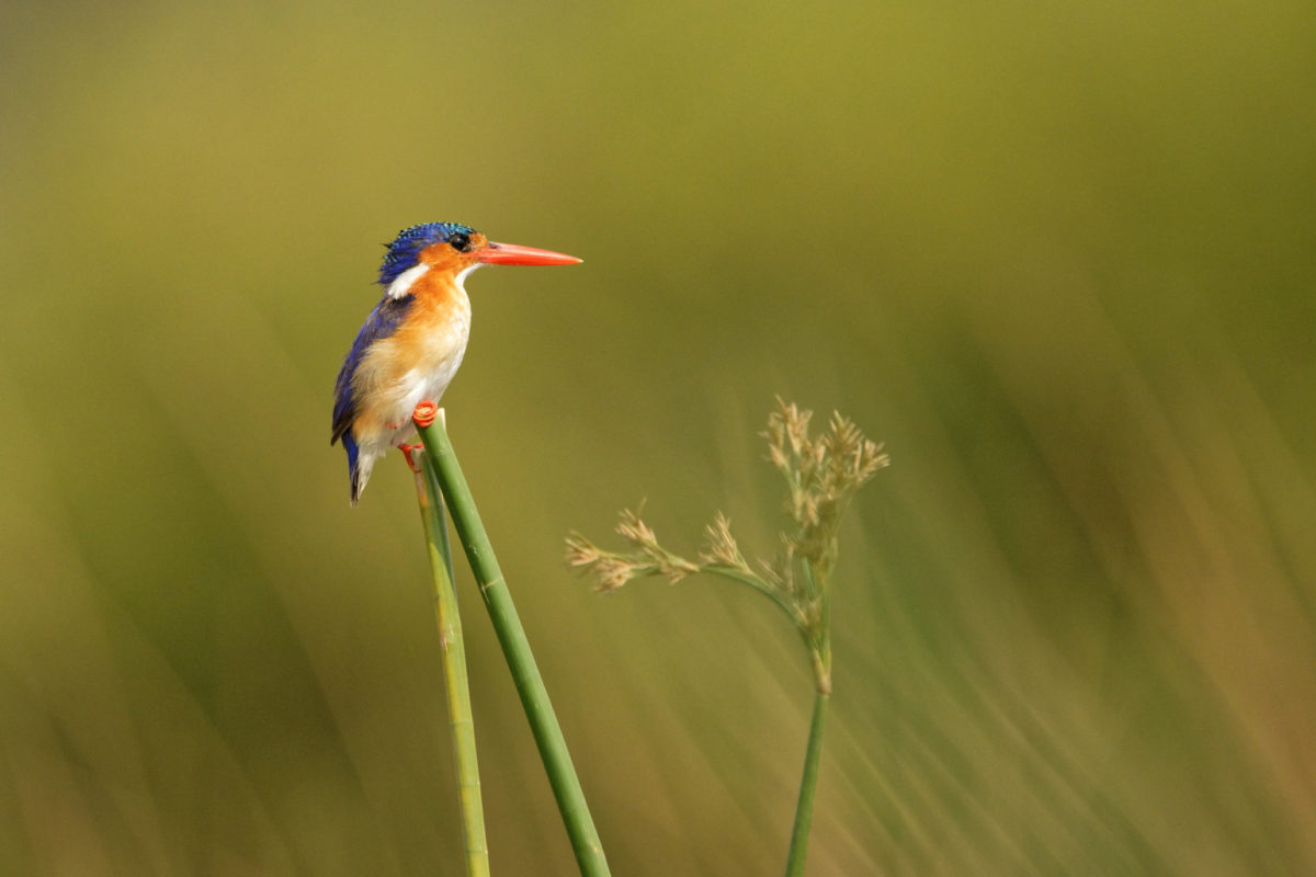 malachite kingfisher 1