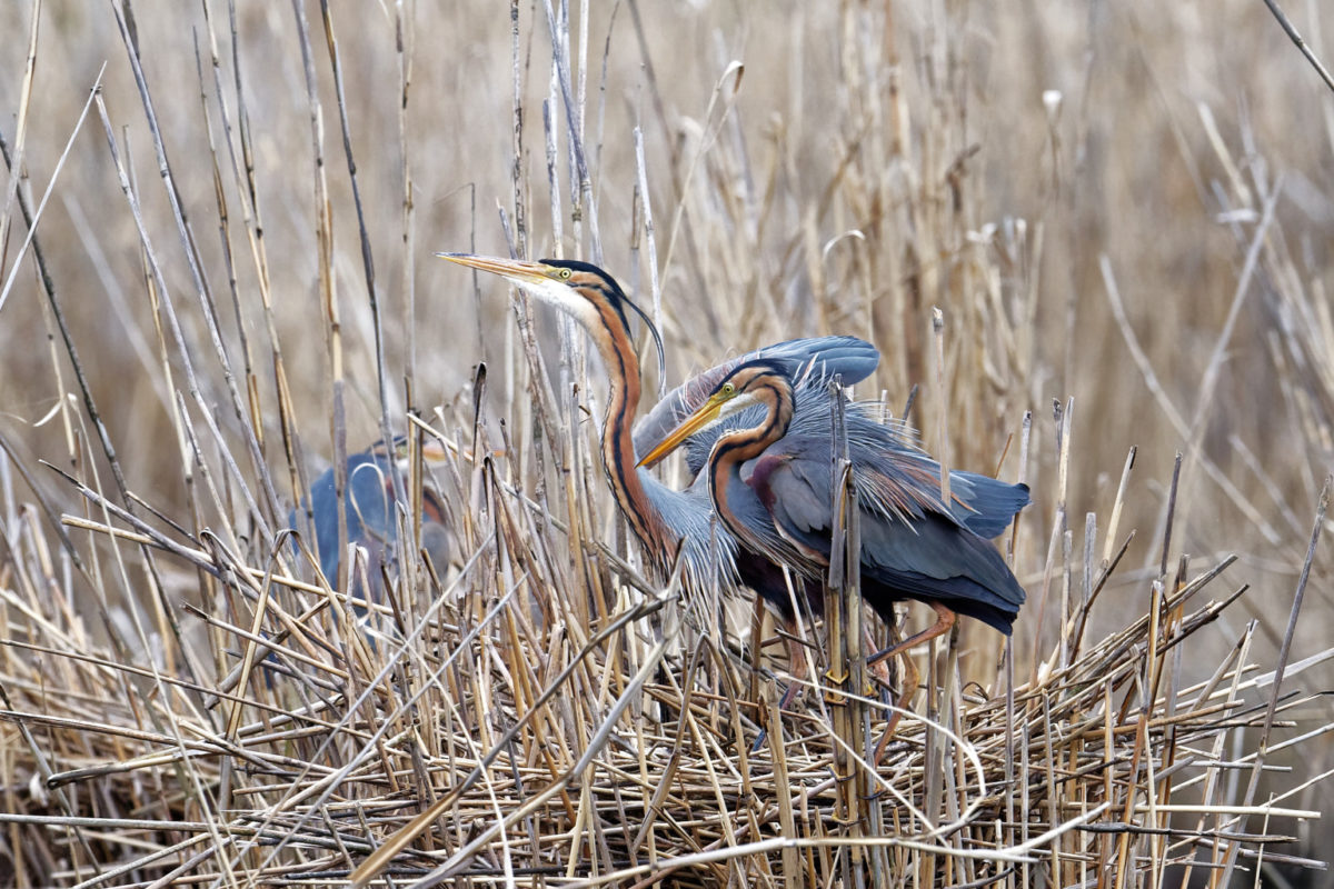 purple heron 1