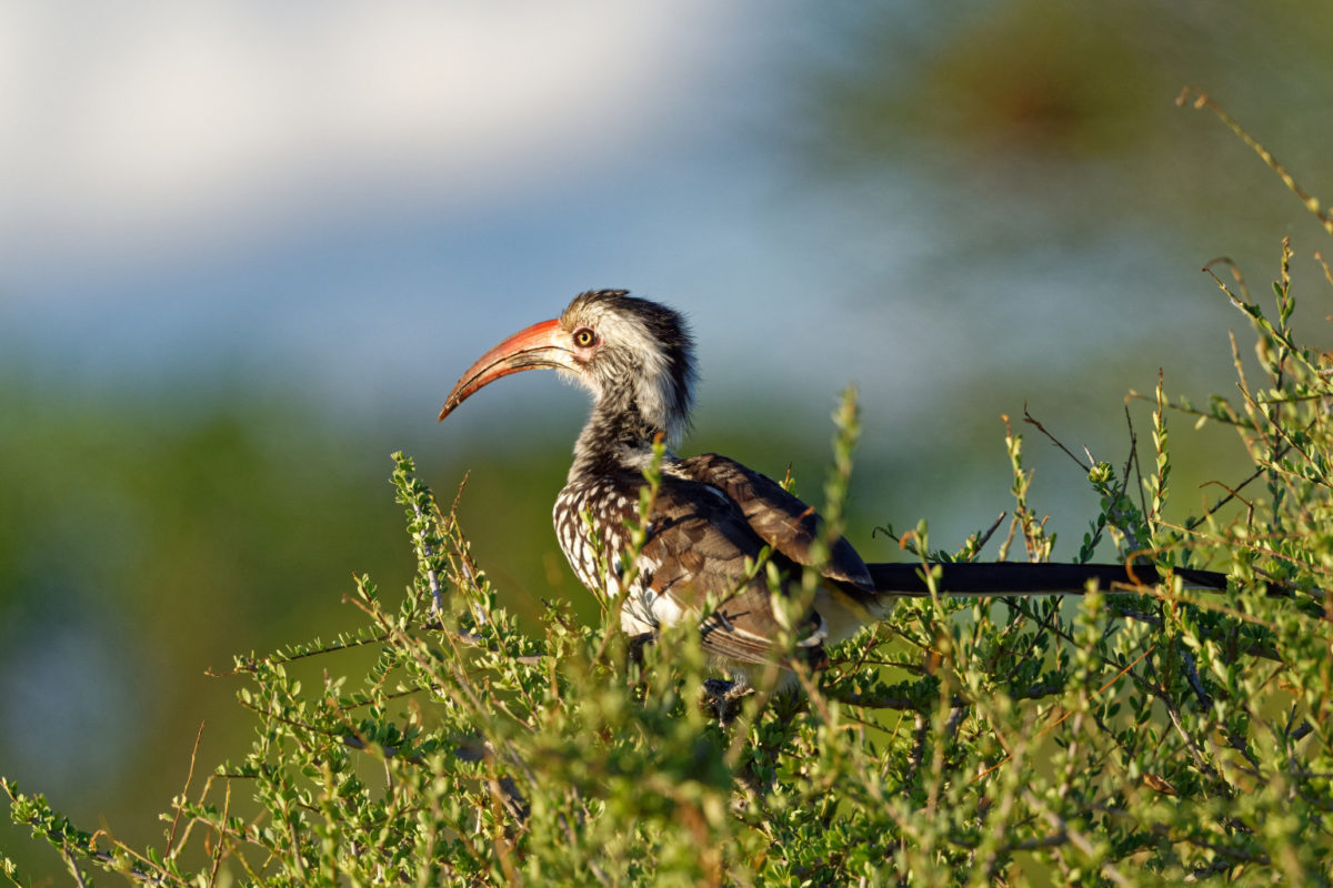 red-billed hornbill 1