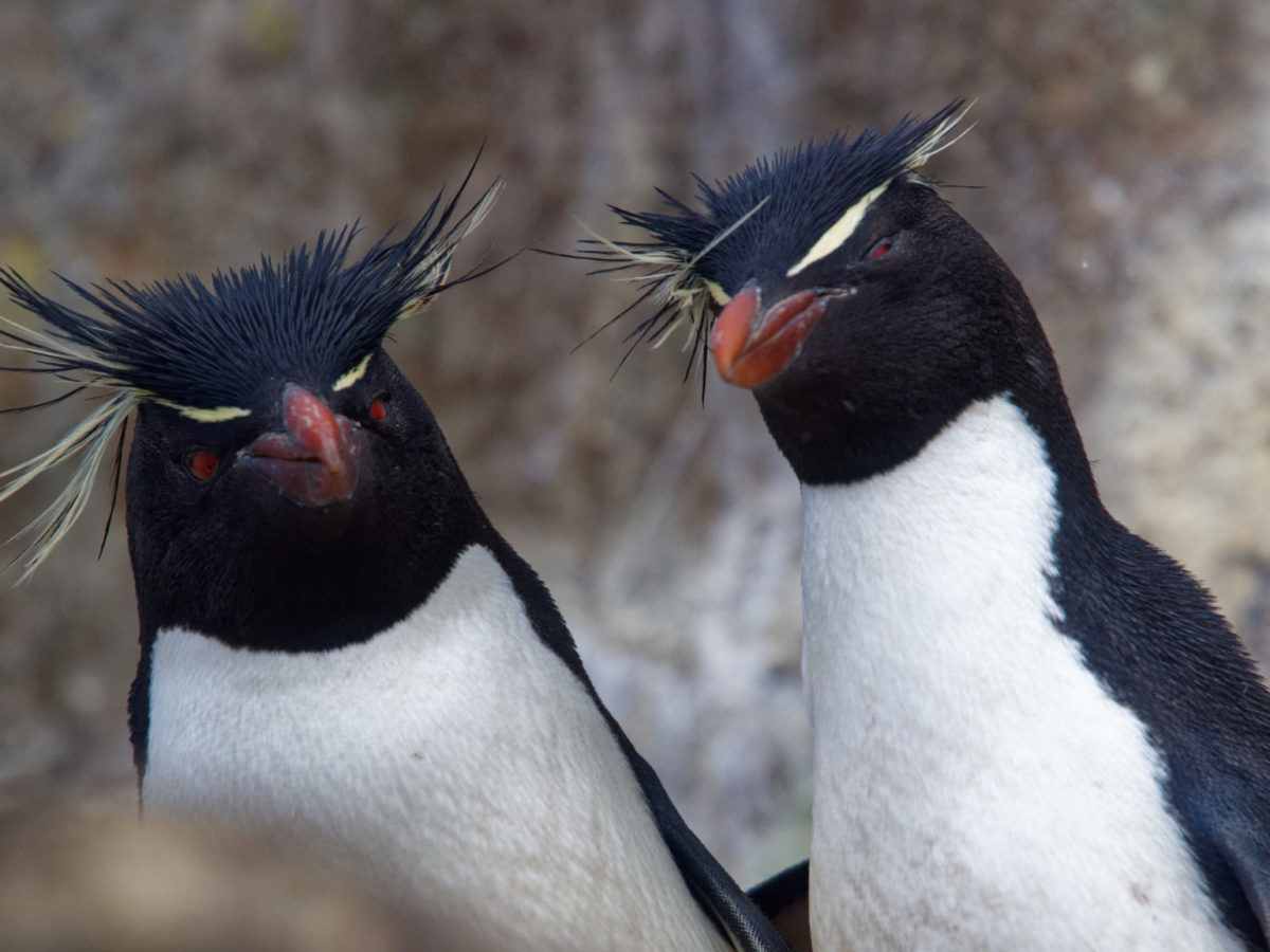 rockhopper penguin 1