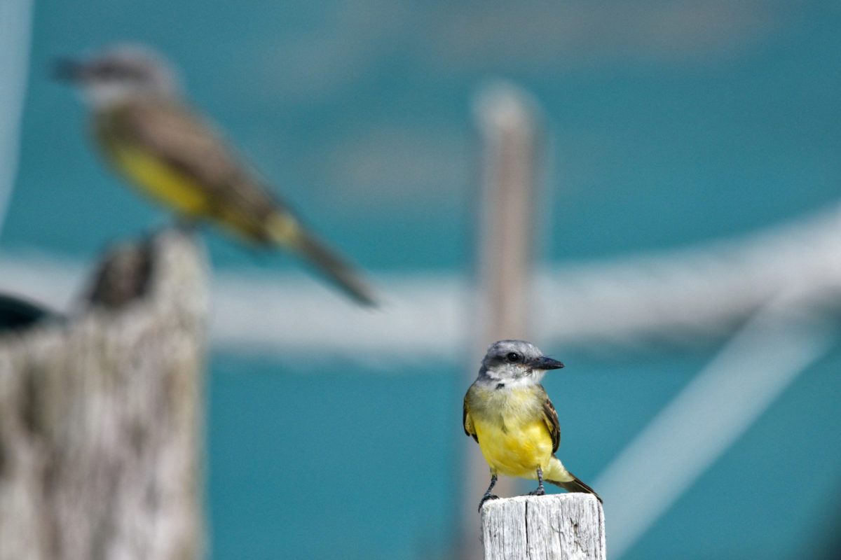 tropical kingbird 1