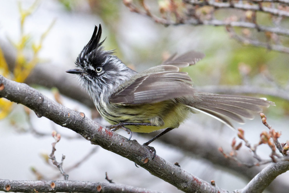 tufted tit-tyrant 1