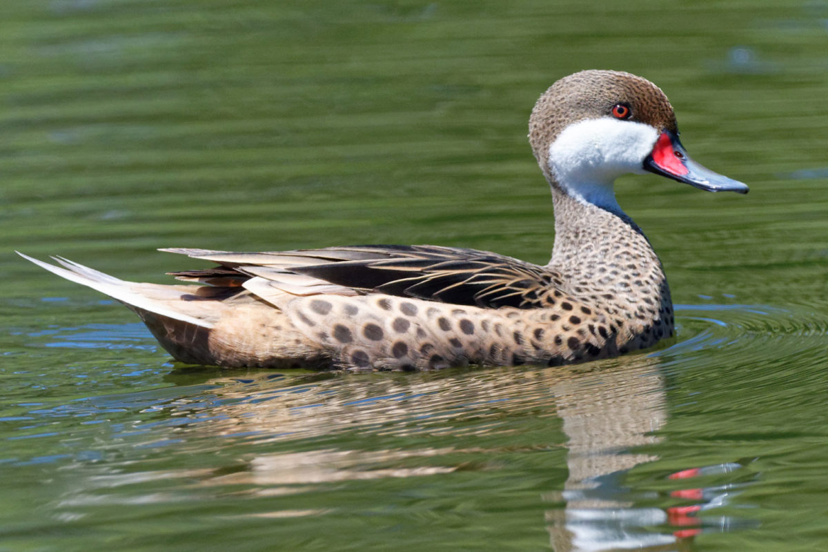 white-cheeked pintail 1