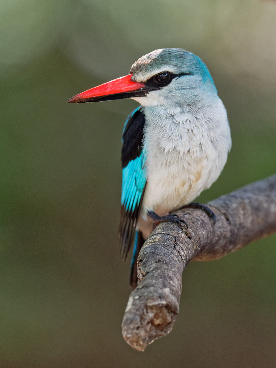 woodland kingfisher 1