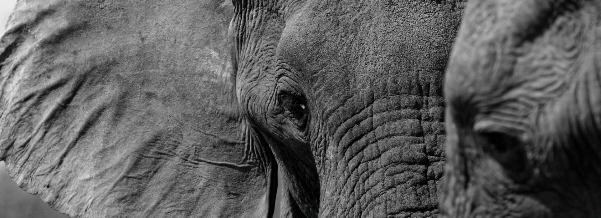 2 3 elephant faces 2018 botswana 01