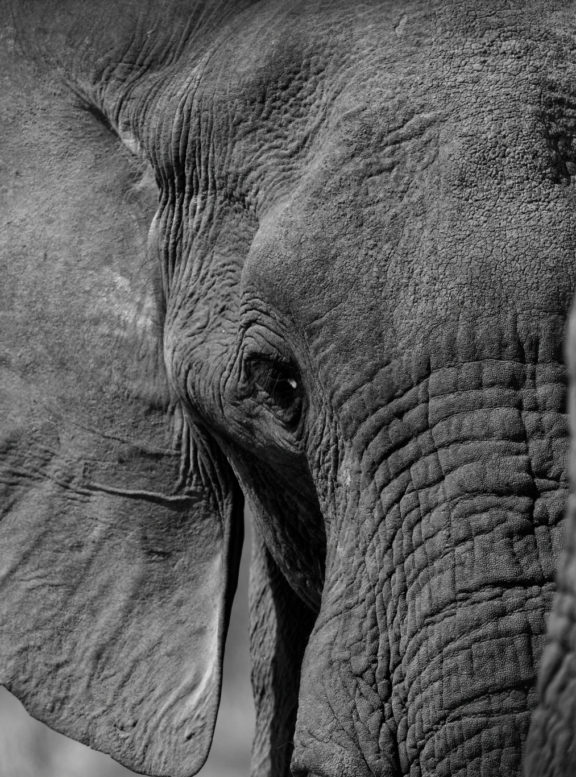 2 3 elephant faces 2018 botswana 01