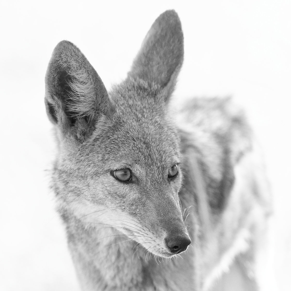 b_w black-backed jackal 1