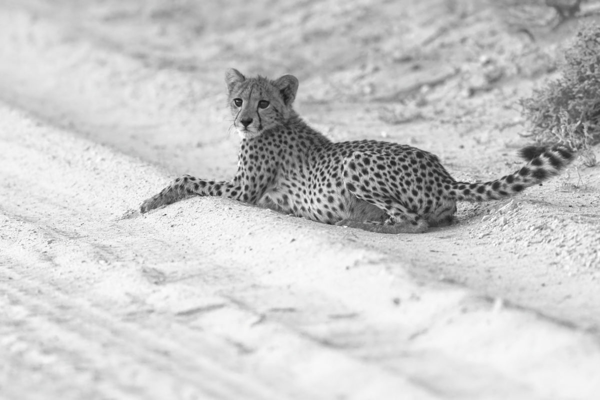b_w cheetah 1