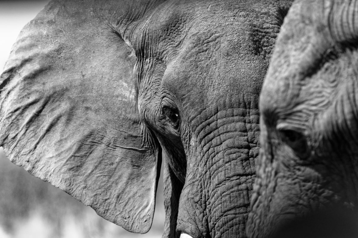 b_w elephant 1