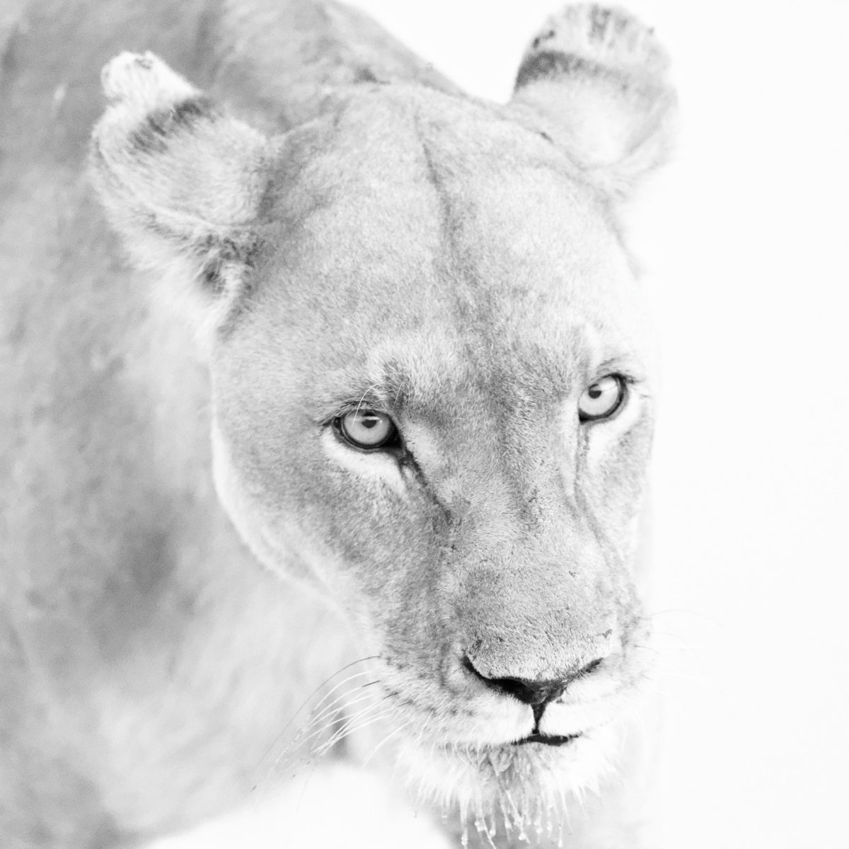 b_w lion 1