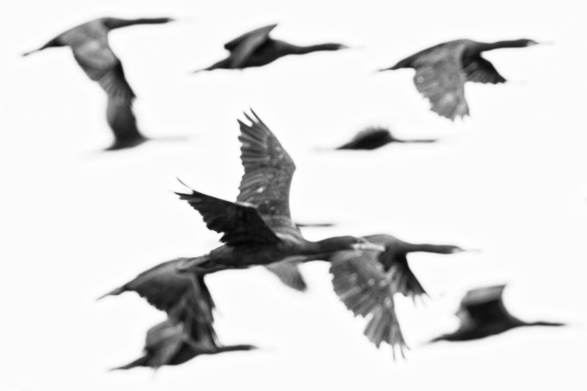 flying cormorants 1
