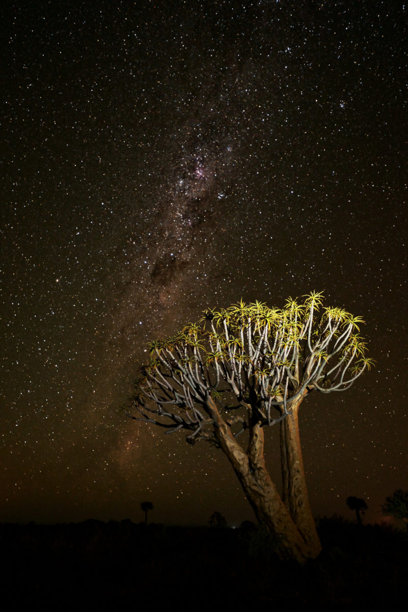 quiver tree with milky way 1
